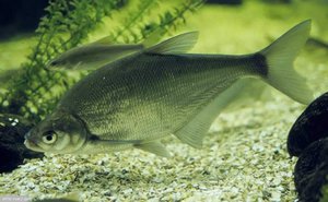 Характеристика рыбы синец