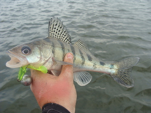 Как ловить рыбу берш