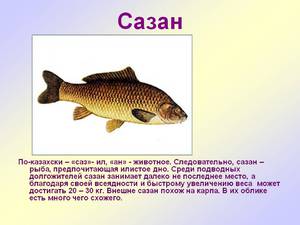 Описание рыбы сазан 