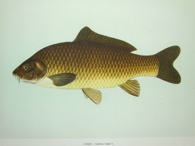 Рыба сазан: описание вида и повадки