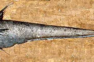 Рыба макрурус