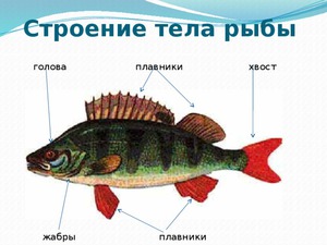 Внешнее строение рыбы