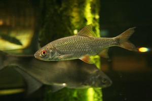 Мелкая рыба - плотва