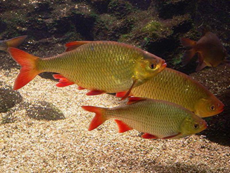 Пресноводная рыба красноперка