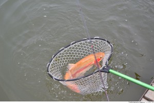 На Сенежском озеое популярностью пользуется рыбалка