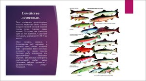 Описание рыб семейства лососевых