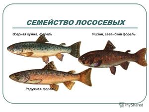 Какие рыбы относятся к семейству лососевых