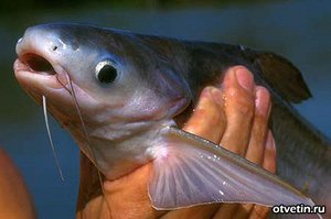  как живёт рыба тилапия