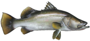 Полезные свойства рыбы
