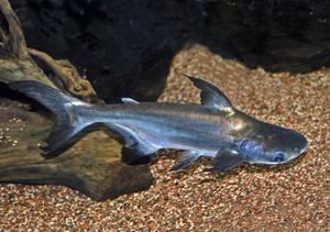Рыба пангасиус 