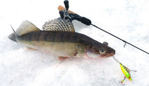 Рыбалка на судака: снасти для ловли зимой