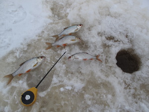 Зимняя рыбалка на мормышку 