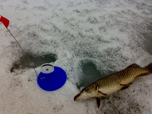 Зимняя рыбалка на щуку в коряжник