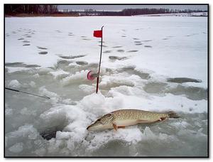 Особенности ловли рыбы зимой