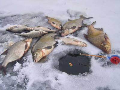 Зимние лески для рыбалки со льда - советы и рекомендации