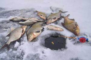 Все о выборе лески для зимней рыбалки