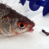 Зимняя рыбалка на чертика