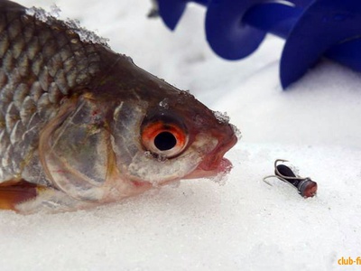 Как успешно ловить рыбу на чертика зимой: секреты и советы