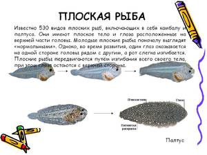 Разновидности рыб в природе