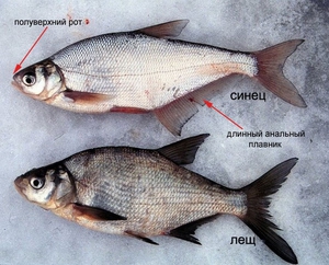 Как различить рыбу синец