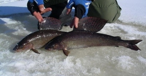 Рыбалка на хариуса зимой