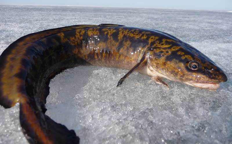  Зимняя рыбалка на налима