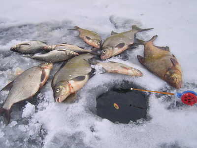 Ловля плотвы зимой на течении со льда - советы и рекомендации