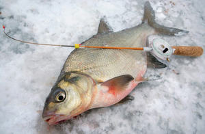 Рыбалка зимой на леща