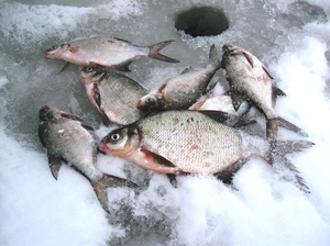 Ловля леща зимой: советы для успешной зимней рыбалки со льда