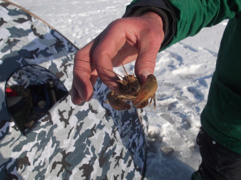Как поймать раков зимой под льдом