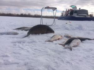 Зимняя рыбалка в Астрахани