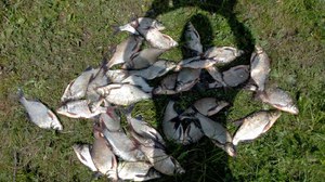 Особенности рыбалки  в Свердловской области