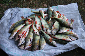 Особенности зимней рыбалки  в Свердловской области