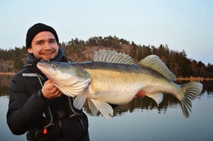 Какие виды рыб водятся в водоемах   Свердловской области