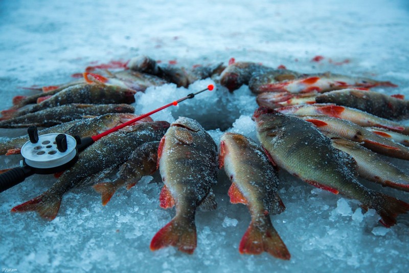 Рыболовный туризм в Сибири