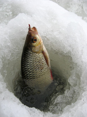 Обзор уловистых приманок для зимней рыбалки