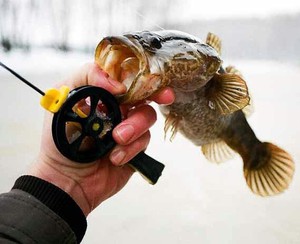Как выловить рыбу ротан зимой