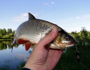 Разновидности рыб в водоемах в Псковской области