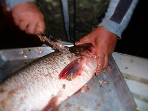 Как чистить чешую рыбы приспособлением